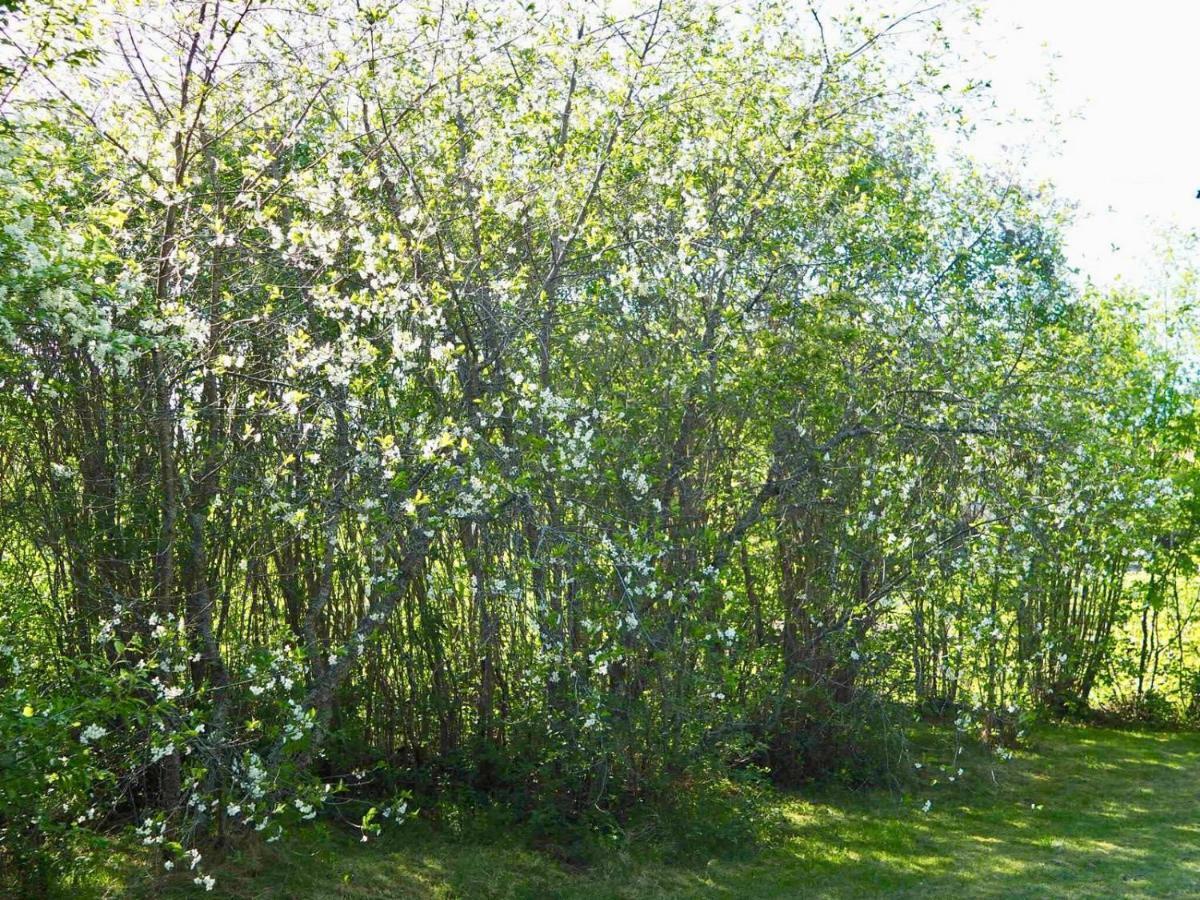 Orsastuguthyrning-Kyrkbyn Villa Buitenkant foto